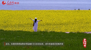 油菜花开 美景如画